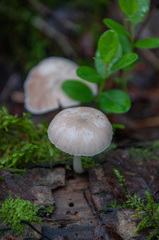 Pluteus plautus