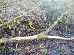 Myocastor coypus