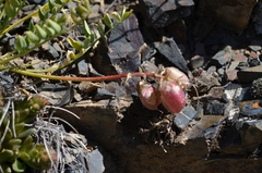 Astragalus kurdaicus
