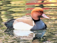 Netta rufina