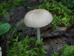 Pluteus plautus