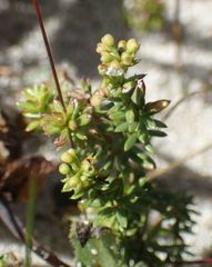 Galium arenarium