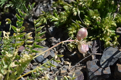 Astragalus kurdaicus