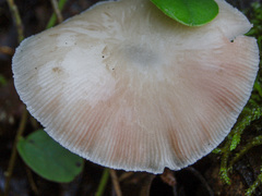 Pluteus plautus