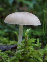 Pluteus plautus