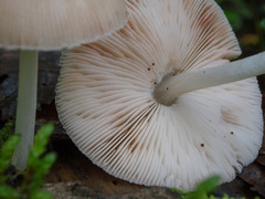 Pluteus plautus