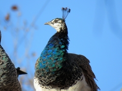 Pavo cristatus