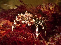 Zebrida adamsii