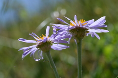 Aster vvedenskyi
