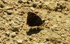 Catagramma tolima tehuana
