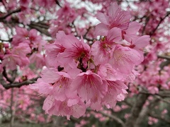 Prunus