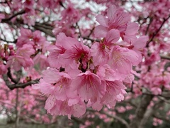 Prunus