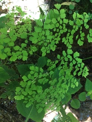 Adiantum raddianum