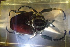 Goliathus goliatus
