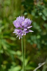 Allium schoenoprasoides