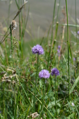Allium schoenoprasoides