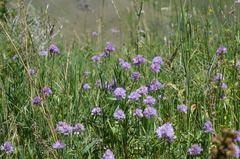 Allium schoenoprasoides