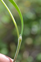 Allium schoenoprasoides