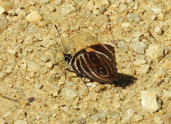 Catagramma tolima tehuana