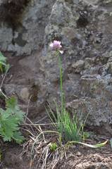 Allium schoenoprasoides
