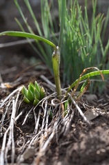 Allium schoenoprasoides