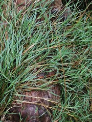 Distichlis spicata spicata