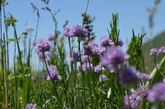 Allium schoenoprasoides