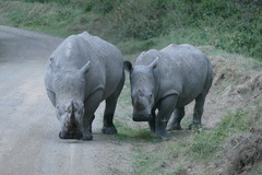 Ceratotherium simum simum