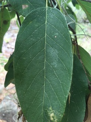 Quercus polymorpha