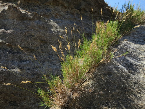 Danthoniopsis