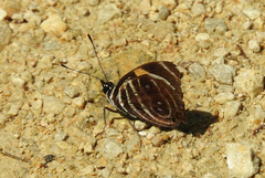 Catagramma tolima tehuana