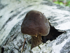 Pluteus rangifer