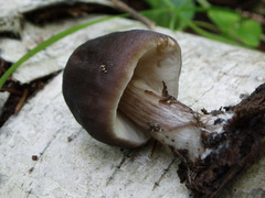 Pluteus rangifer