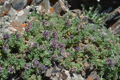 Dracocephalum discolor