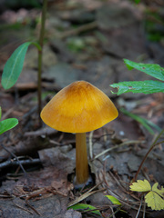 Pluteus leoninus