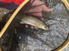 Salvelinus leucomaenis