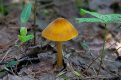 Pluteus leoninus