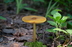 Pluteus leoninus
