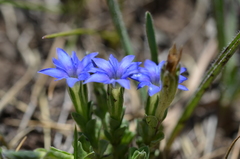 Gentiana karelinii