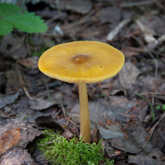 Pluteus leoninus