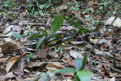 Chironius multiventris