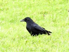 Corvus corone