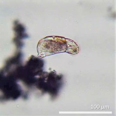 Cephalodella catellina