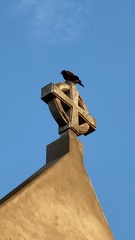 Parabuteo unicinctus