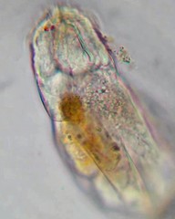 Cephalodella catellina