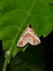 Eugnathia diagonalis