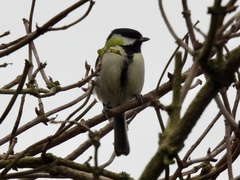 Parus major