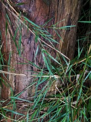 Distichlis spicata spicata