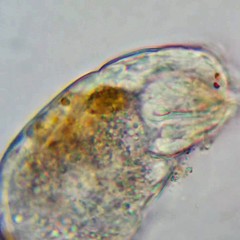 Cephalodella catellina
