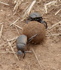 Allogymnopleurus splendidus